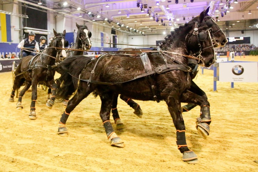 Zobacz efektowny konkurs w Powożeniu Zaprzęgami Czterokonnymi podczas Cavaliada Tour w Lublinie (ZDJĘCIA)