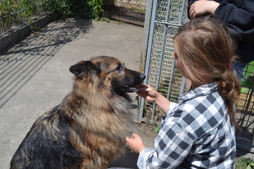 Zwierzęta w mysłowickim schronisku czekają na adopcje....