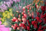 Kwiaty dla Gdańska. Urząd rozda mieszkańcom cebulki tulipanów i krokusów