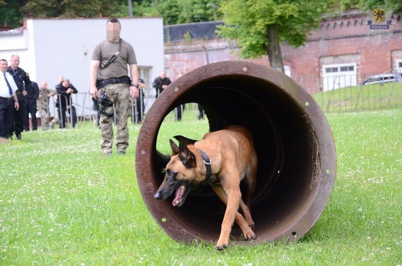 Psy policyjne z Trójmiasta będą reprezentowały województwo...