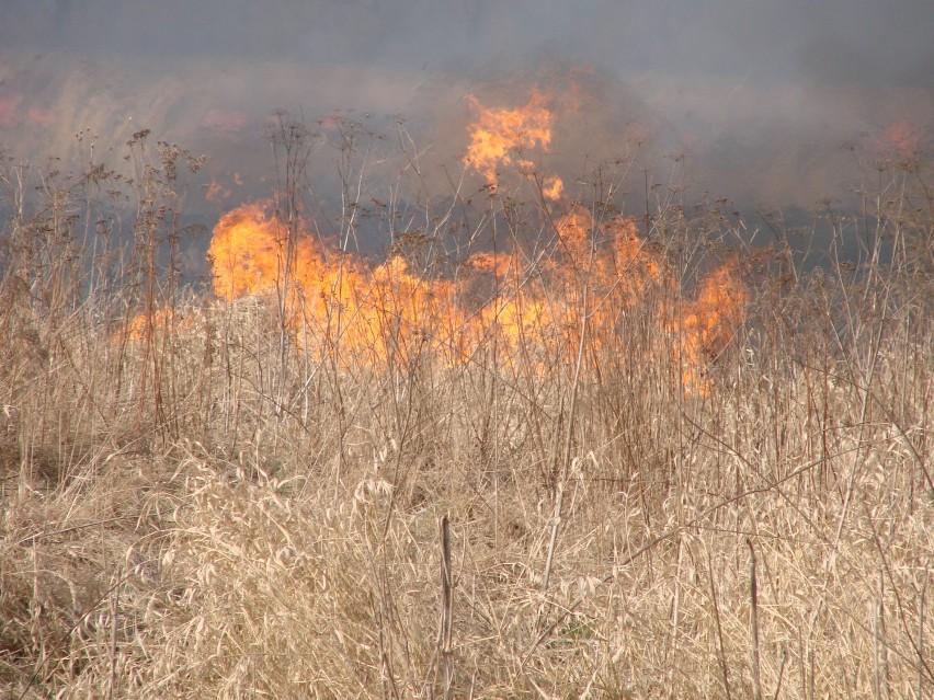 Pożar w Zatorze. Płonęły hektary traw. W akcji wzięło udział kilkudziesięciu strażaków