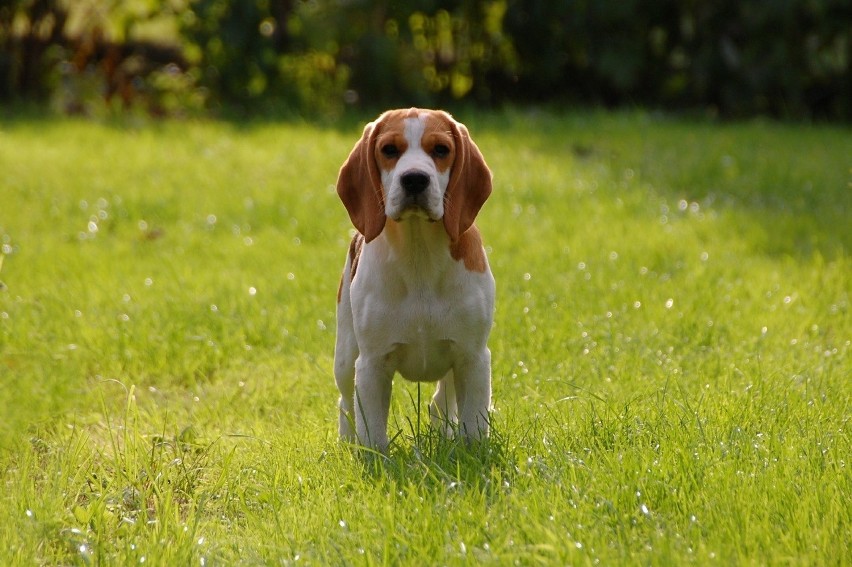 3. Beagle...