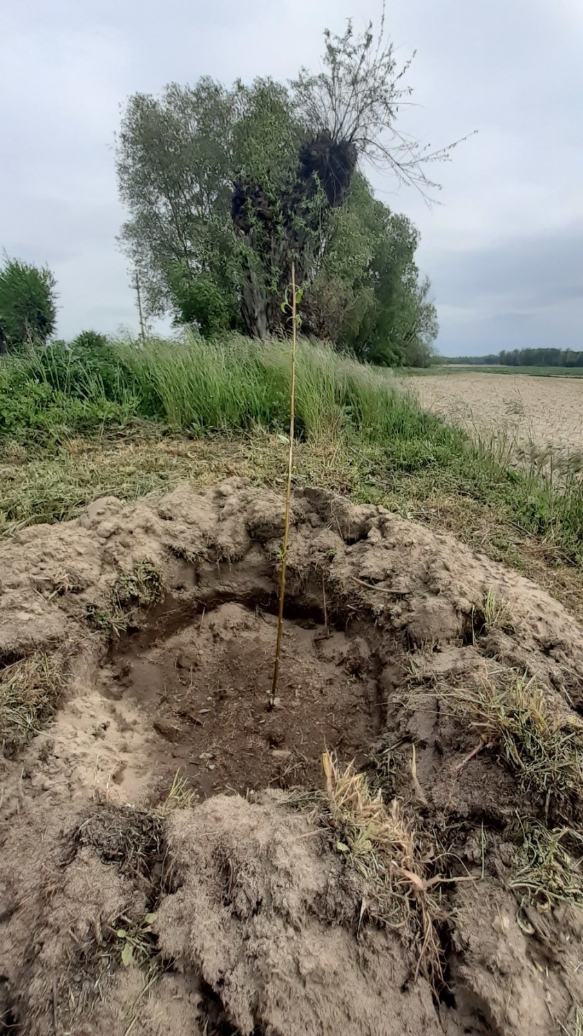 Na ulicy Wierzbowej posadzono... wierzby.