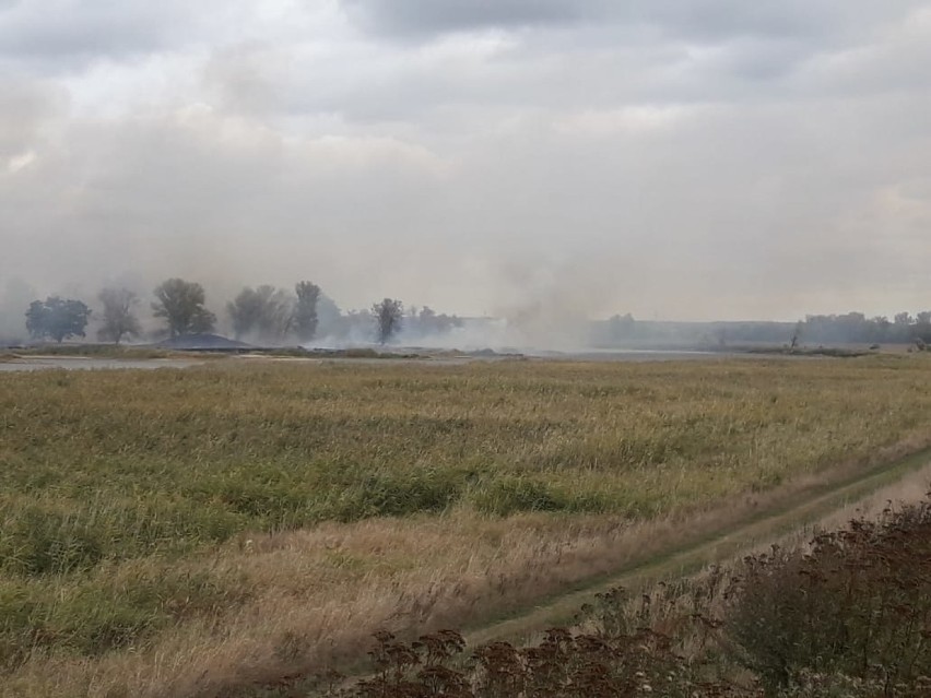 Po stronie niemieckiej na wysokości stacji paliw Schell w Kostrzynie palą się łąki i drzewa