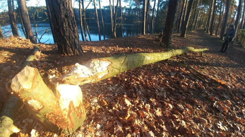 Spacerowiczów nad brzegami Zalewu Koronowskiego teraz dużo...