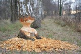 Wojna z bobrami w Witnicy trwa. Zwierzęta niszczą drzewa (ZDJĘCIA)