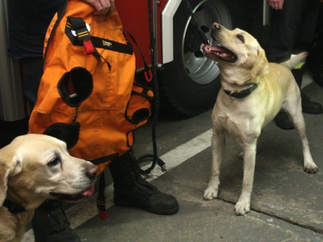 Znalazł go ratownik Micha Szalc, któremu pomagał wyszkolony pies ...
