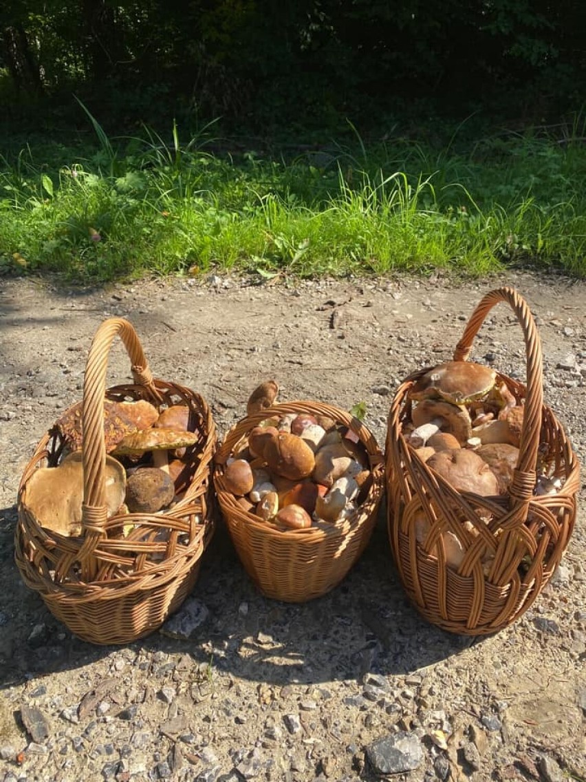 Udane, sobotnie grzybobranie naszych Czytelników.