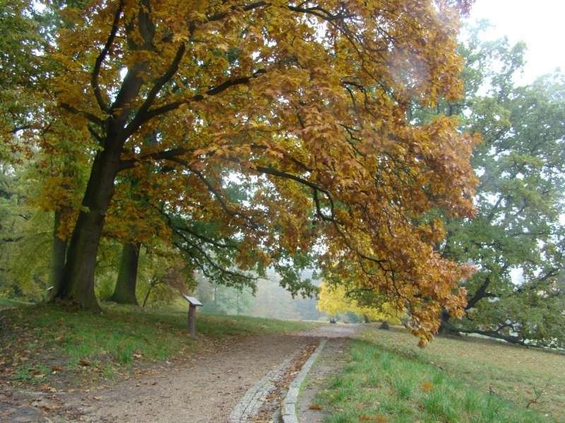 Gołuchów - park jesienią