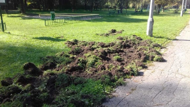 Tak wygląda park im. Maćka i Doroty po wizycie dzików