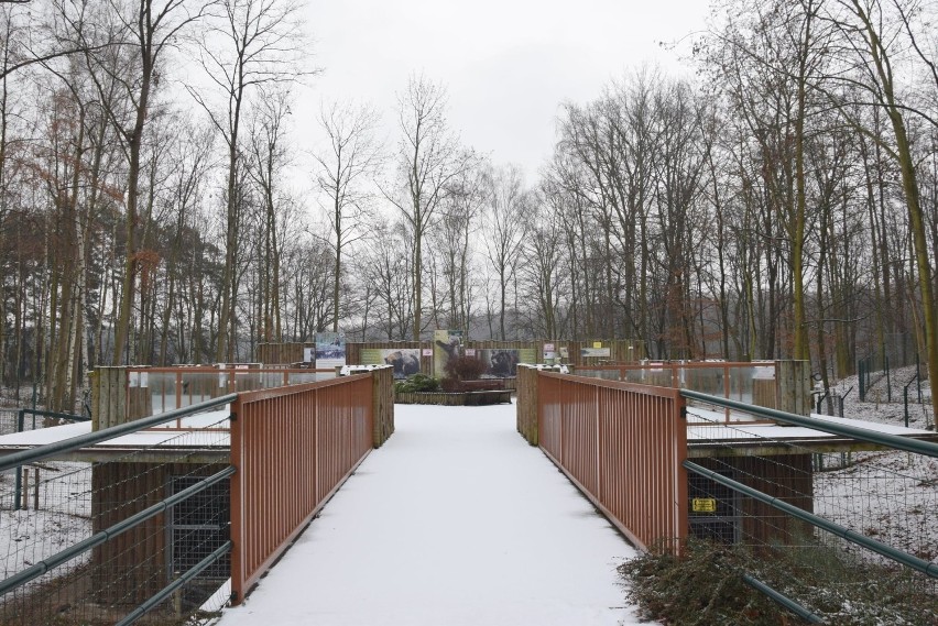 Śnieg zasypał poznański ogród zoologiczny. Od rana po...