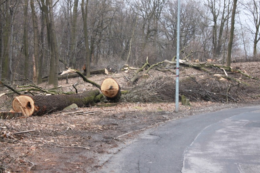 Wycinka drzew w Jastrzębiu