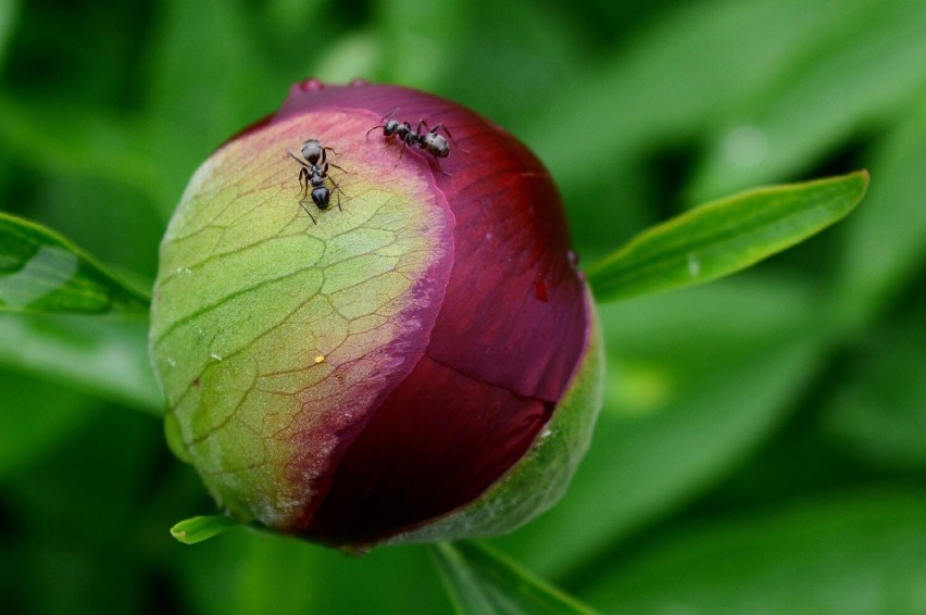Soda na mrówki
Mrówki w ogrodzie pełnią pożyteczną rolę i...