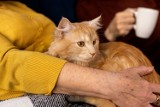 Czy ptasia grypa u kotów jest groźna dla ludzi? Szef GIS uspokaja: „nie stwierdzono dotąd w Polsce przypadku zakażenia człowieka od kota”