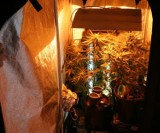 Policjanci odkryli plantacje marihuany w... szafie