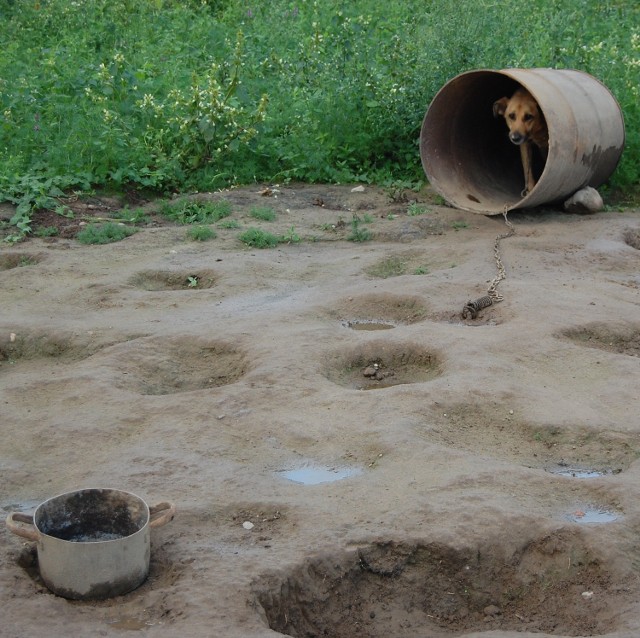 Straż miejska ukarała mieszkankę Gostynia za przetrzymywanie psów w złych warunkach (zdjęcie ilustracyjne)