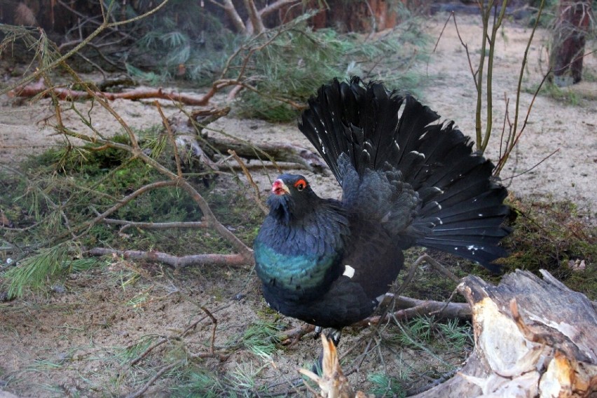 ZOO Płock. Nowe zwierzęta w Płockim Ogrodzie Zoologicznym! To dwie pary głuszców - największych ptaków grzebiących w Polsce