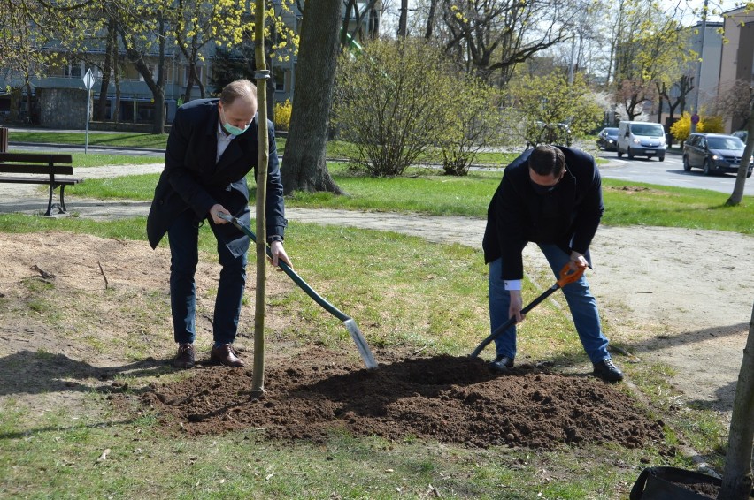 Dzień Ziemi w Skierniewicach. Prezydent miasta włączył się w akcję sadzenia drzew w mieście