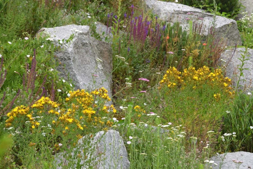 Bajeczny ogród botaniczny w Kielcach. W lipcu pięknie kwitną tutaj letnie rośliny. Zobaczcie zdjęcia