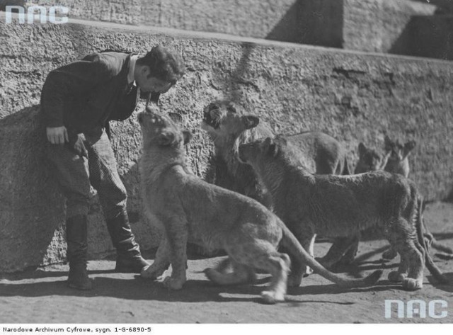 Treser lwów z warszawskiego ogrodu zoologicznego w czasie ćwiczeń, marzec 1936 rok