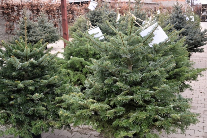 Gmina Zbąszyń: Gdzie kupimy świąteczne drzewko? Choinki żywe cięte i w doniczkach, o takich marzymy [Zdjęcia]