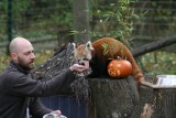 Zoo w Łodzi. Tak halloween spędzają zwierzęta [FOTO]