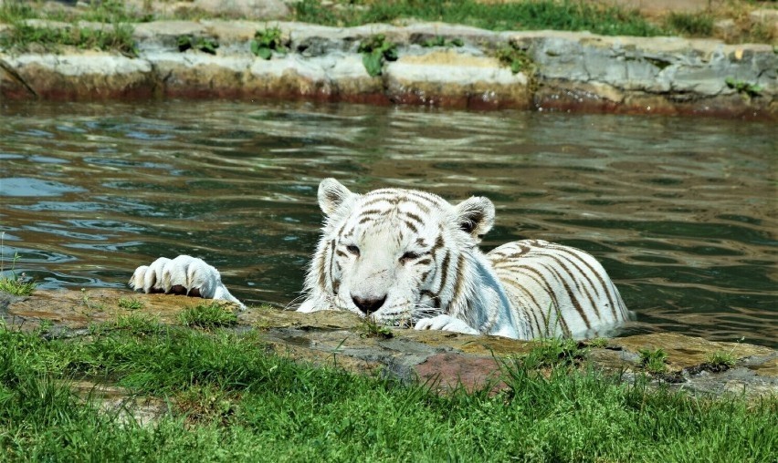 Basen dla tygrysów, które uwielbiają wodne kąpiele, to...