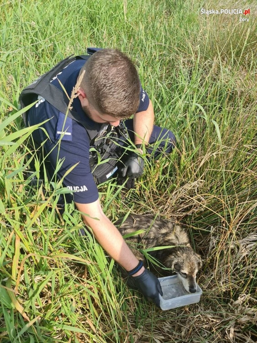 Po interwencji policjantów, zwierzę trafiło pod opiekę...