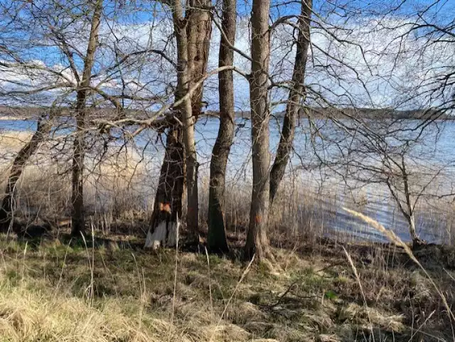 Kilka z drzew rosnących tuż nad brzegiem jeziora Lubikowskiego zostało oznaczonych farbą.