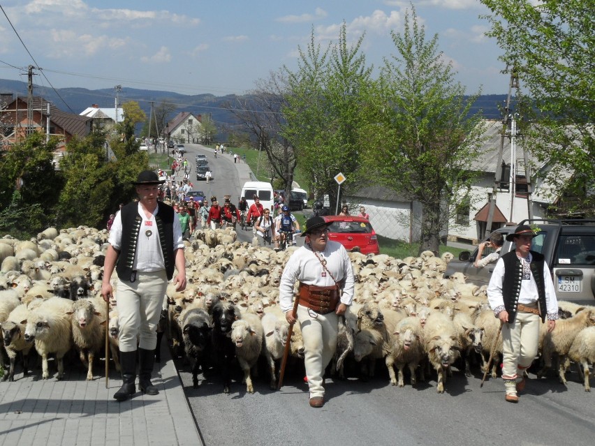 Górale w Koniakowie wyprowadzili owce na beskidzkie hale