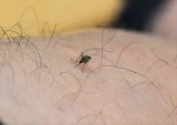 Fachowcy ostrzegają: komary mogą nas ciąć nawet do października. Chyba, że nadejdzie susza