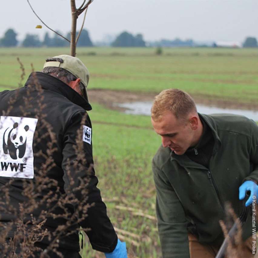 W ciągu 4 dni posadzili 300 drzew. Akcja WWF Polska i Lidl Polska w gminie Grodzisk