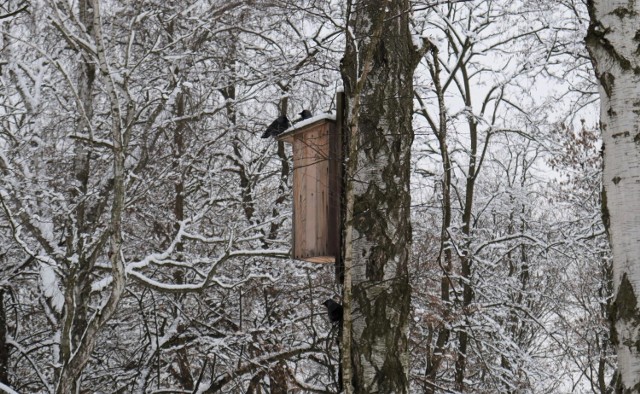 Tegoroczne Ptakoliczenie, które odbyło się pod koniec stycznia, zanotowało wzrost liczebności i różnorodności gatunków na terenie Sosnowca. Zobacz kolejne zdjęcia. Przesuwaj zdjęcia w prawo - naciśnij strzałkę lub przycisk NASTĘPNE