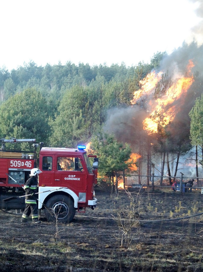 Pożar lasu w Niesułowicach. Spłonęły 4 hektary