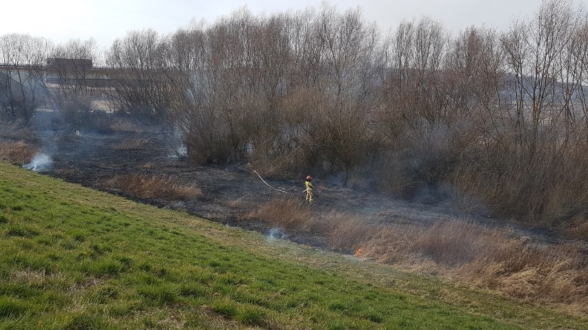 Płonęły trawy na wale przeciwpowodziowym nad Wisłą w Sandomierzu. Strażacy w akcji (ZDJĘCIA) 