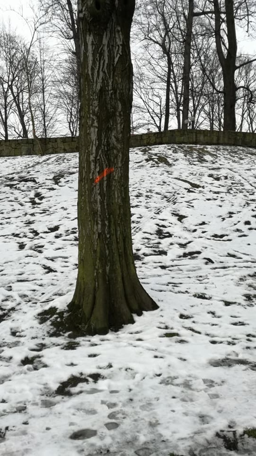Zdjęcia drzew z Parku Miejskiego oznaczonych farbą