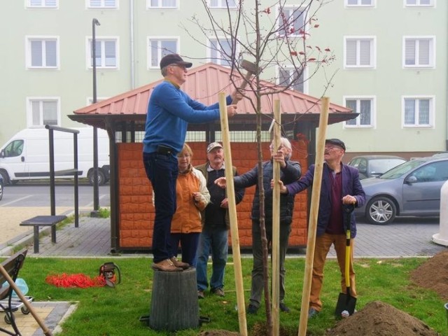 Przed rokiem sadzono w mieście społecznie drzewa