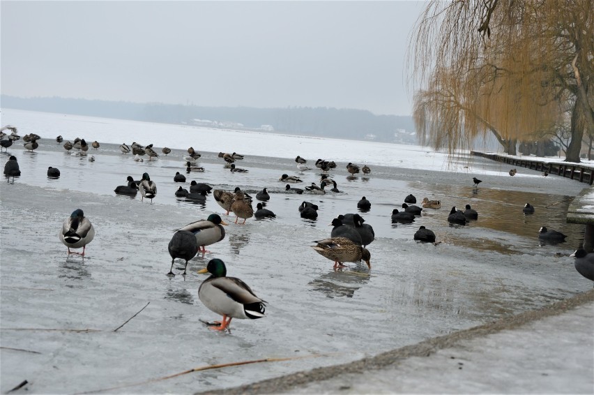 Jezioro ścięte lodem, ptasie sejmiki na tafli. Zimowe klimaty w Nowogardzie