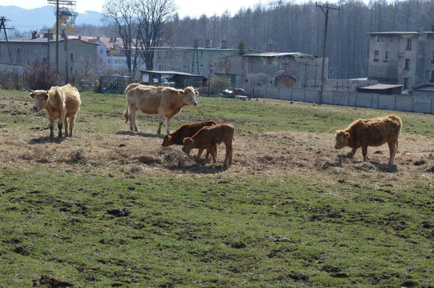 Wygłodzone, zaniedbane krowy, konie i psy są już w bezpiecznym miejscu [ZDJĘCIA]