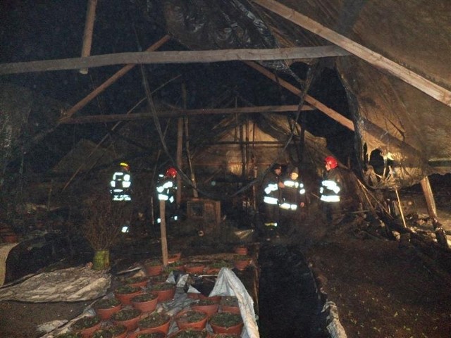 W piątek, 15 marca, w godzinach wieczornych w Sępopolu doszło do tragicznego pożaru. W chwili przybycia na miejsce pierwszego zastępu straży pożarnej ogniem objęty był tunel foliowy w jednym z gospodarstw.

Zobacz również: [b] Wypadek Ostróda. Samochód wpadł do kanału! [ZDJĘCIA] [/b]