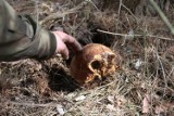 Podczas prac ziemnych znaleziono czaszkę i ludzkie kości...