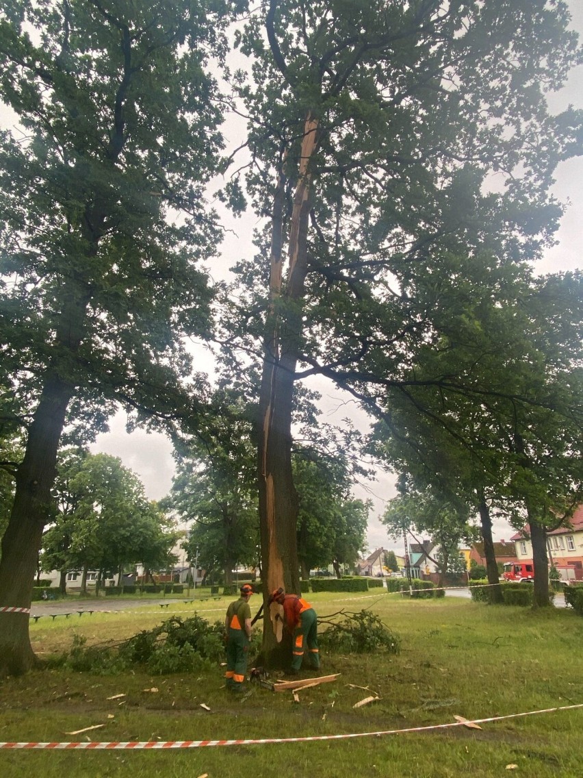 W Barwicach piorun przepołowił dąb w parku [zdjęcia]