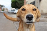 Malbork. Stowarzyszenie Reks apeluje do właścicieli: nie puszczajcie psów luzem, bo to dla nas dodatkowa robota. Słono to też może kosztować
