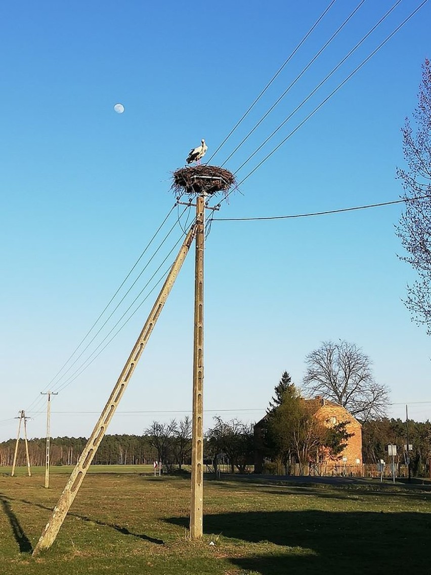 Nasze piękne ogrody i inne zwiastuny wiosny