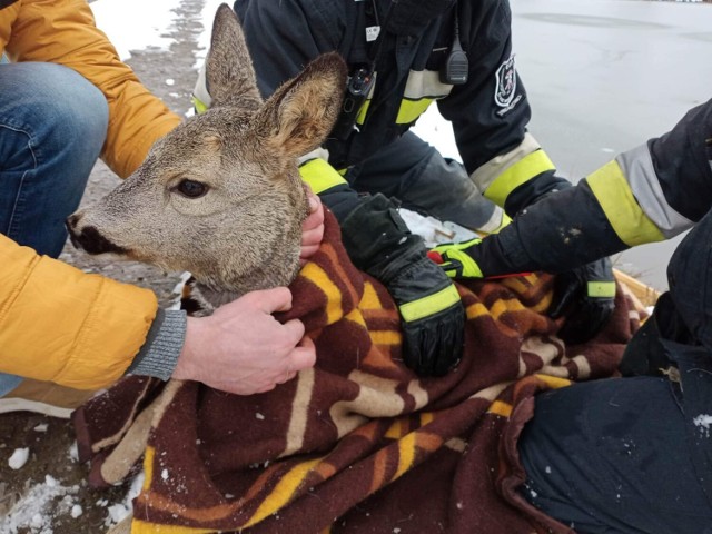 Strażacy z OSP Żywiec Moszczanica ruszyli na pomoc sarence, która utknęła w lodowatym stawie.