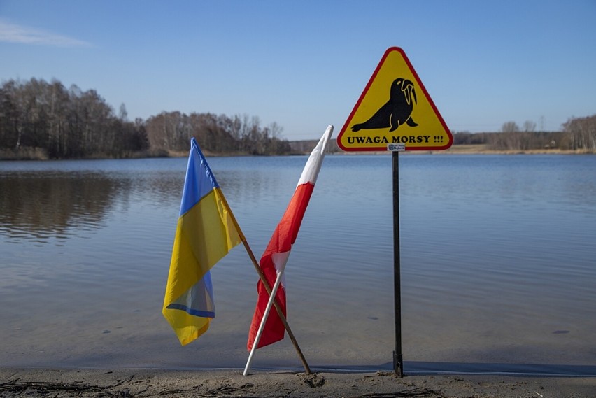Morsy z Rybnika wspierają Ukrainę. Tegoroczny sezon na zimowe kąpiele powoli na finiszu. Zobacz ZDJĘCIA