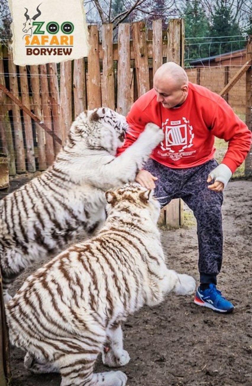 Artur Szpilka w Zoo Safari z Borysewie
