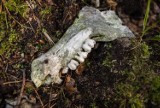 Setki kości porzuconych w środku Zielonego Lasu. Makabryczny widok w żarskim lesie robi niesamowite wrażenie