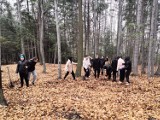 Ósme klasy sadzą lasy. Akcja uczniów z Dobrkowa
