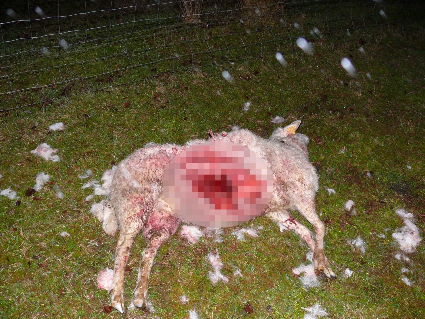 Wilki już drugi raz zaatakowały stado owiec w gminie Kołczygłowy (FOTO)